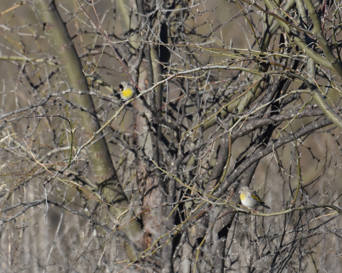 Lawrence's Goldfinch - ML147054231