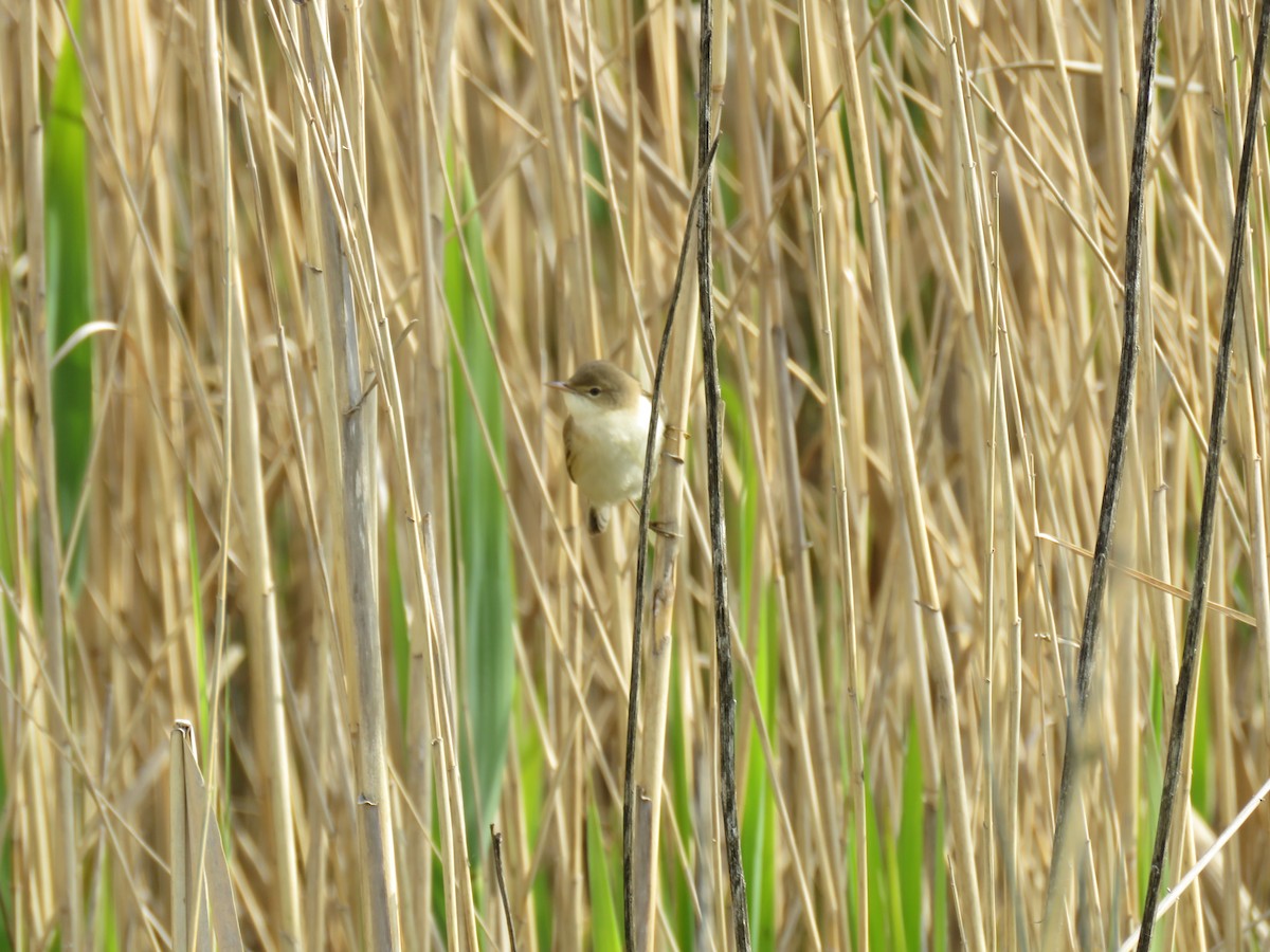 Common Reed Warbler - Thomas Brooks