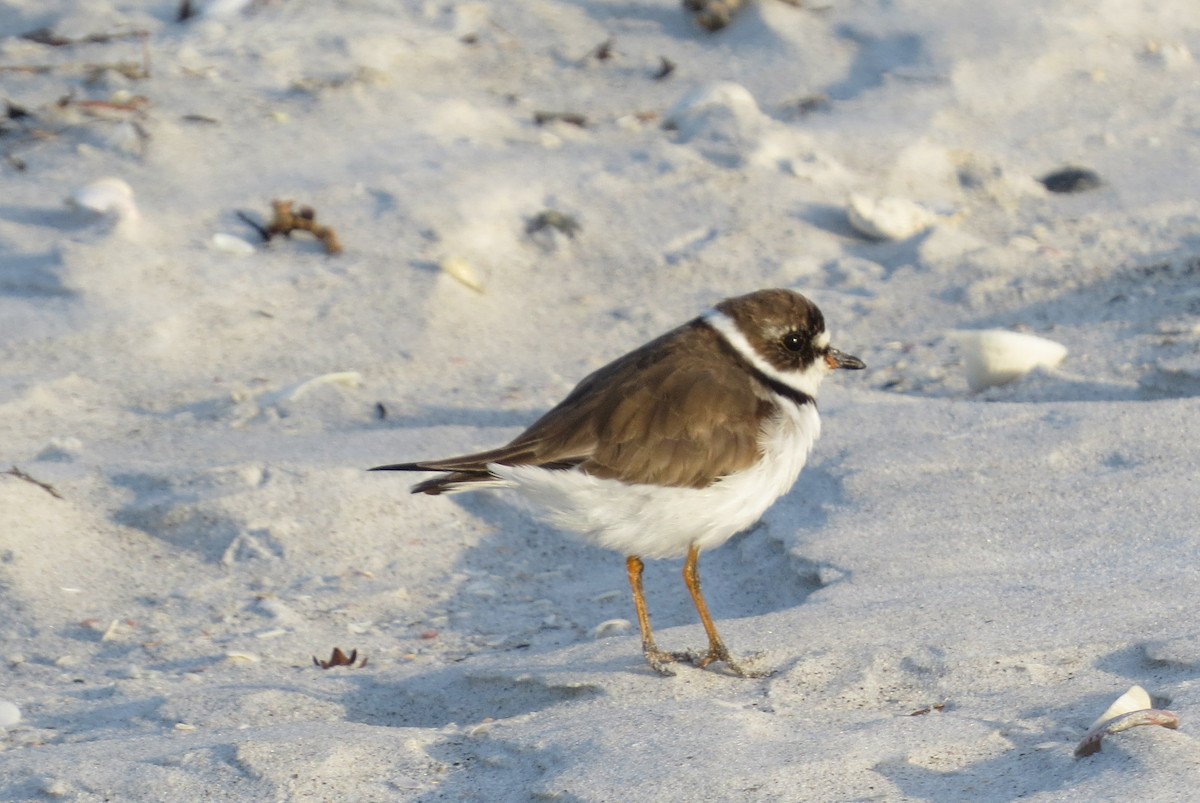 Semipalmated Plover - ML147061201