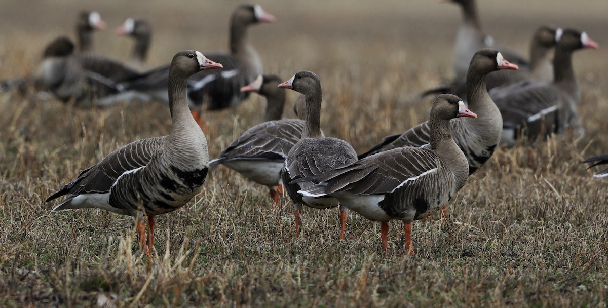Greater White-fronted Goose - Lynn Duncan