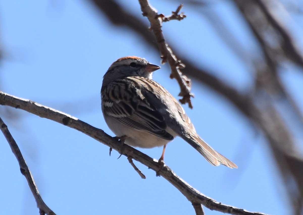 Chipping Sparrow - ML147063791