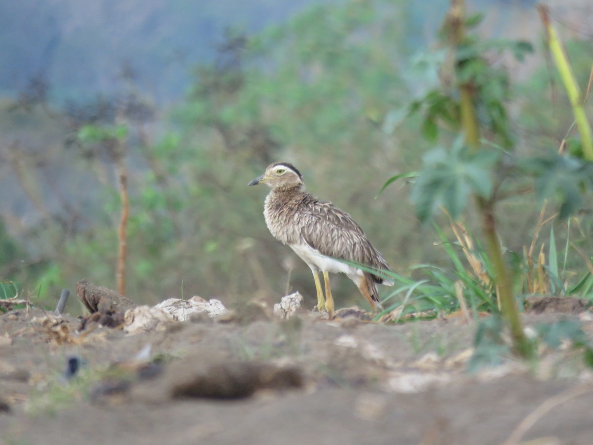 Double-striped Thick-knee - ML147064931