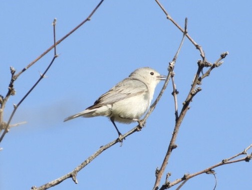 Lucy's Warbler - ML147064941
