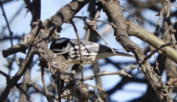 Black-throated Gray Warbler - Renee Beaton