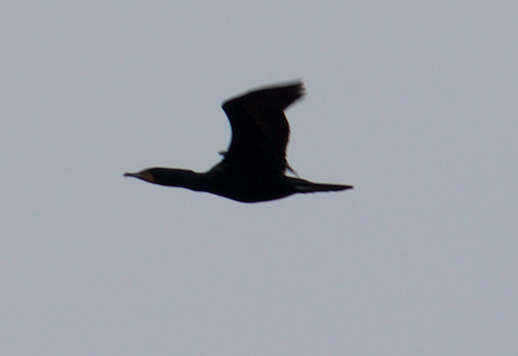 Double-crested Cormorant - Robert Irwin