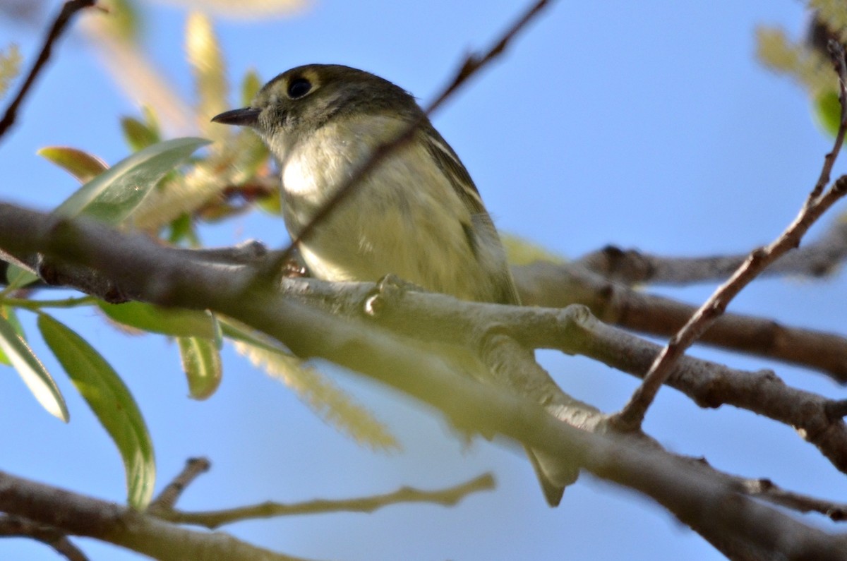 Hutton's Vireo - Ginger Spinelli