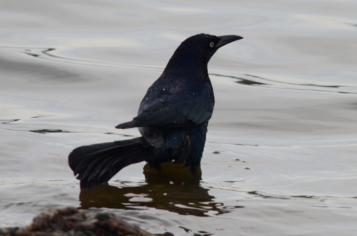 Great-tailed Grackle - ML147073721