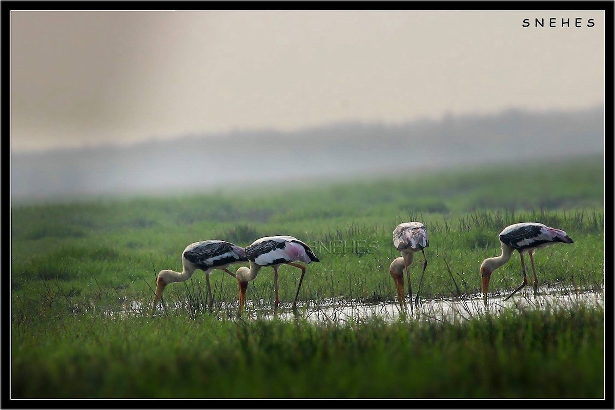 Painted Stork - Snehes Bhoumik
