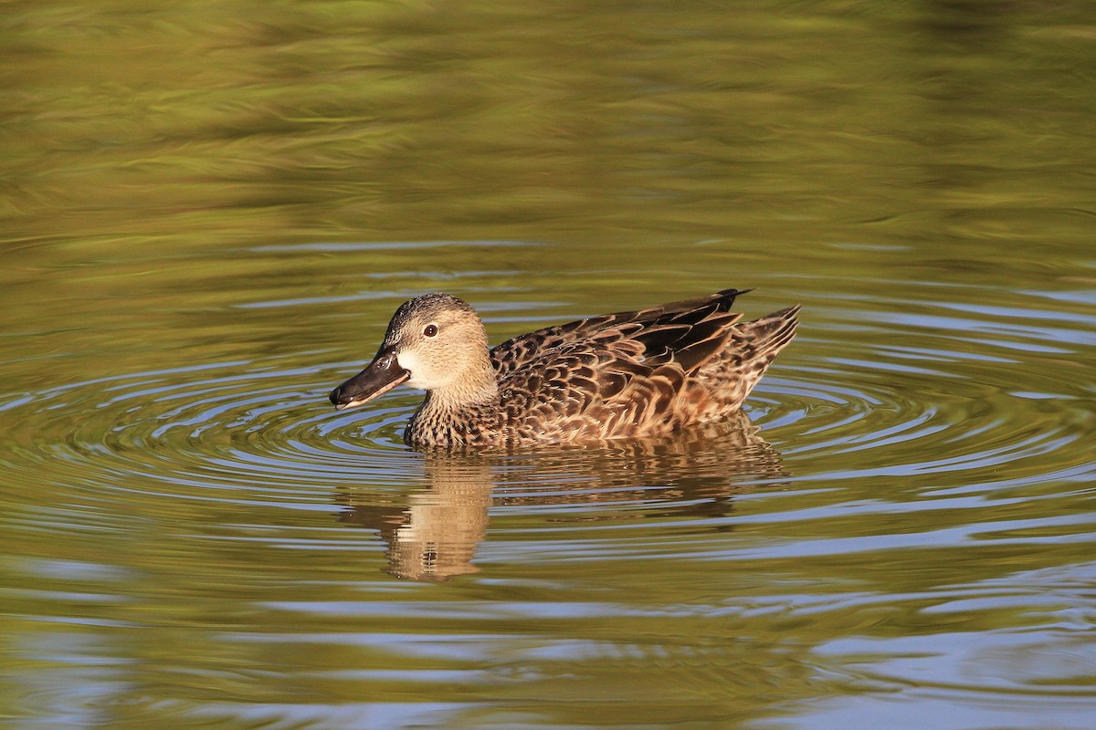 Blue-winged Teal - ML147077541