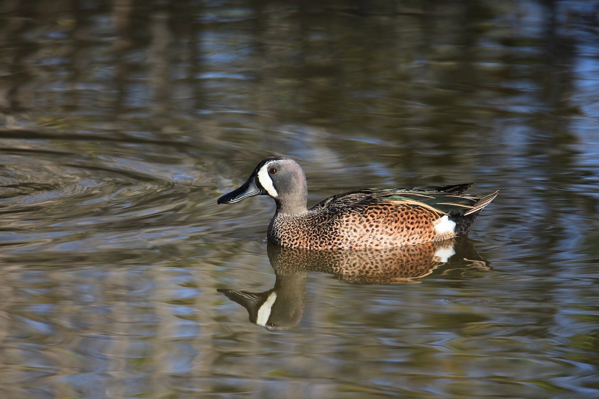 Blue-winged Teal - ML147077721