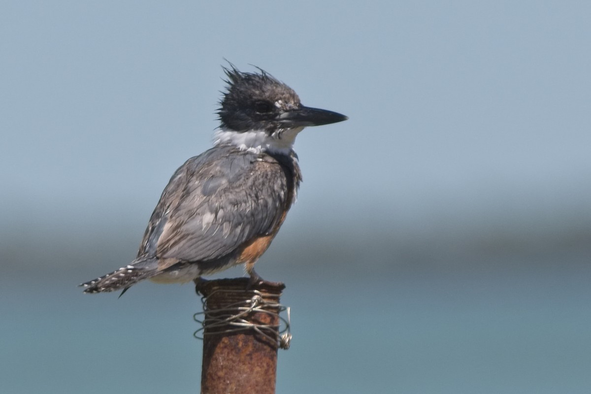 Belted Kingfisher - ML147078231