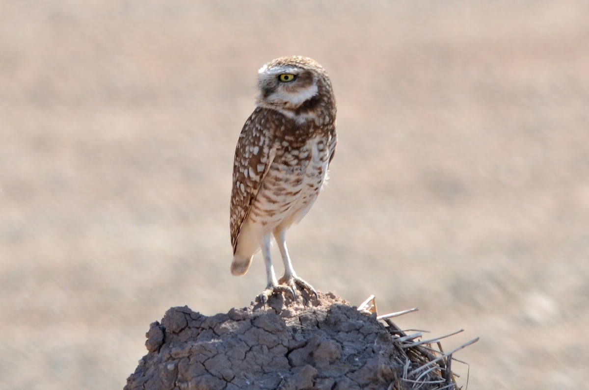 Burrowing Owl - Ginger Spinelli