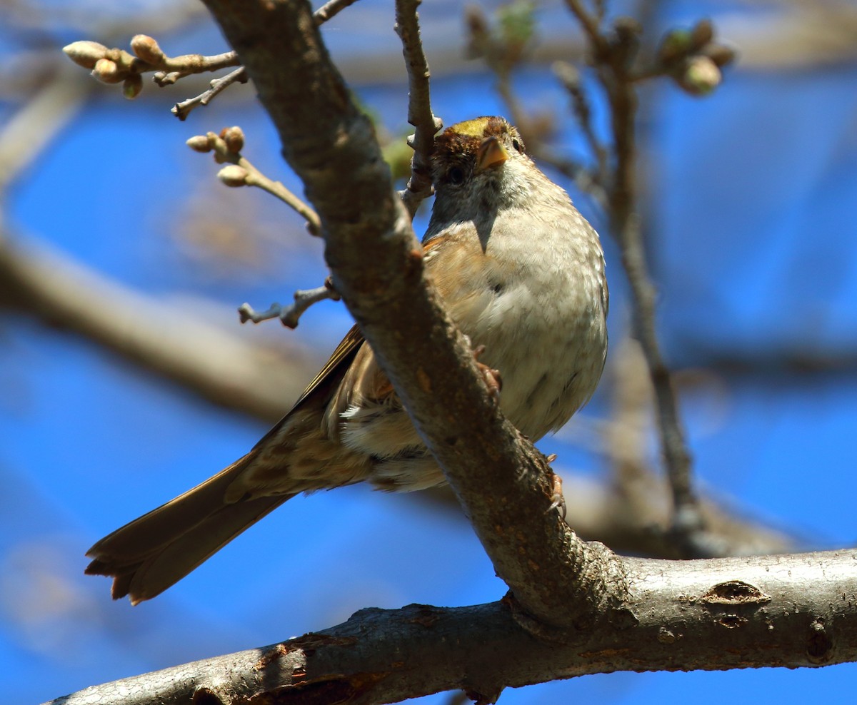 Golden-crowned Sparrow - ML147079331