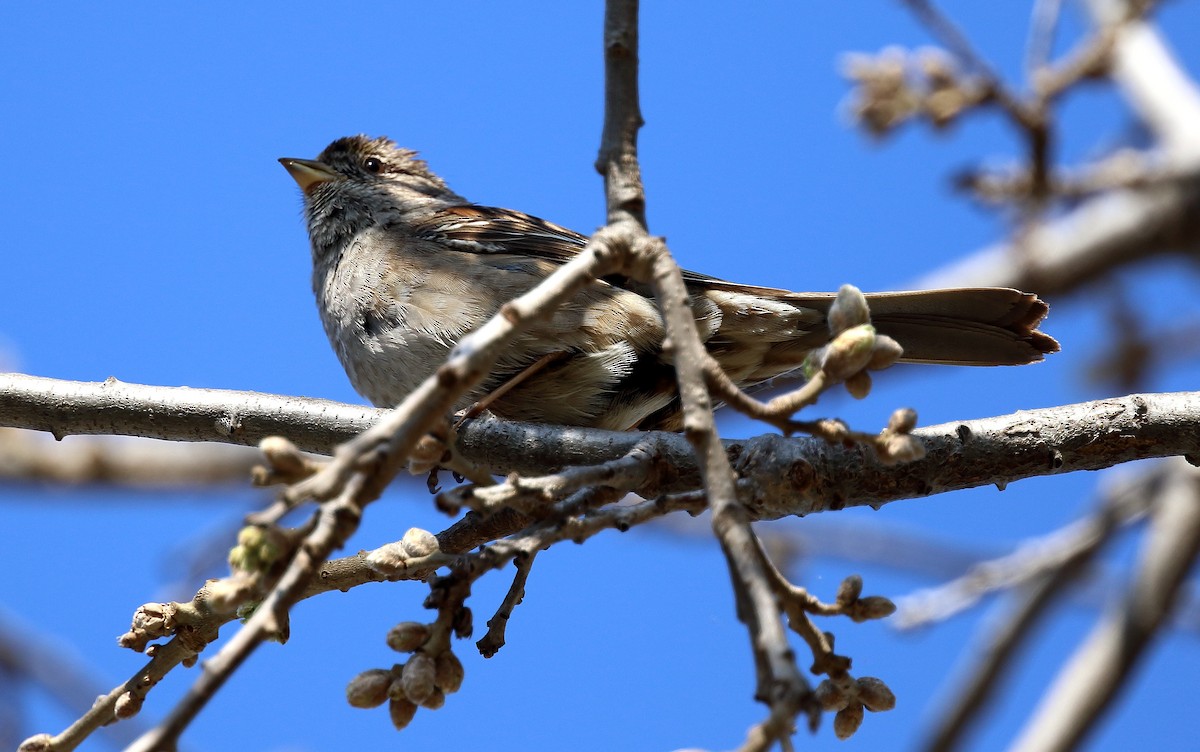 Golden-crowned Sparrow - ML147079351