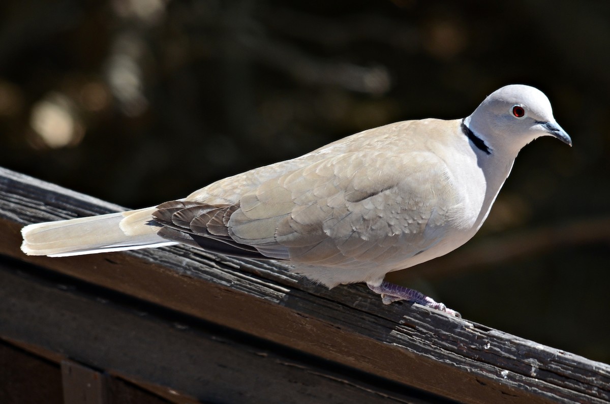 Eurasian Collared-Dove - Ginger Spinelli