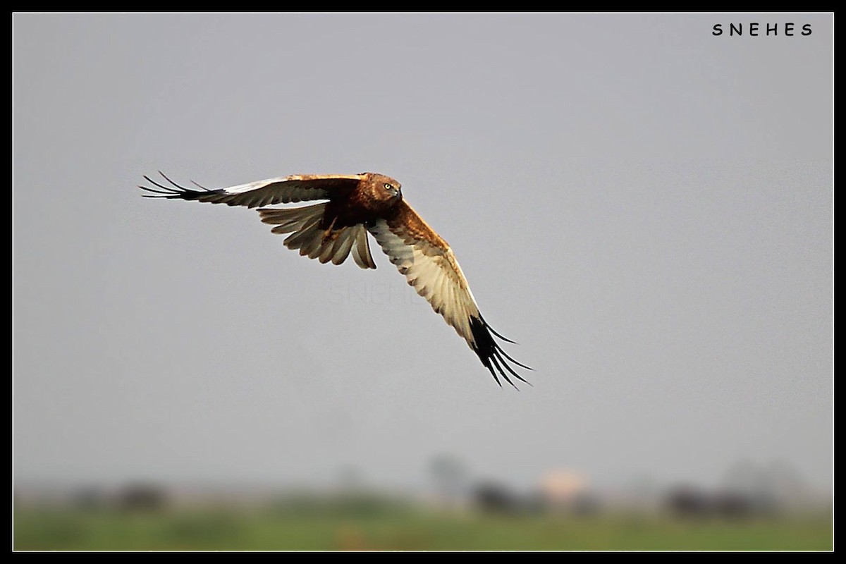 Western Marsh Harrier - Snehes Bhoumik