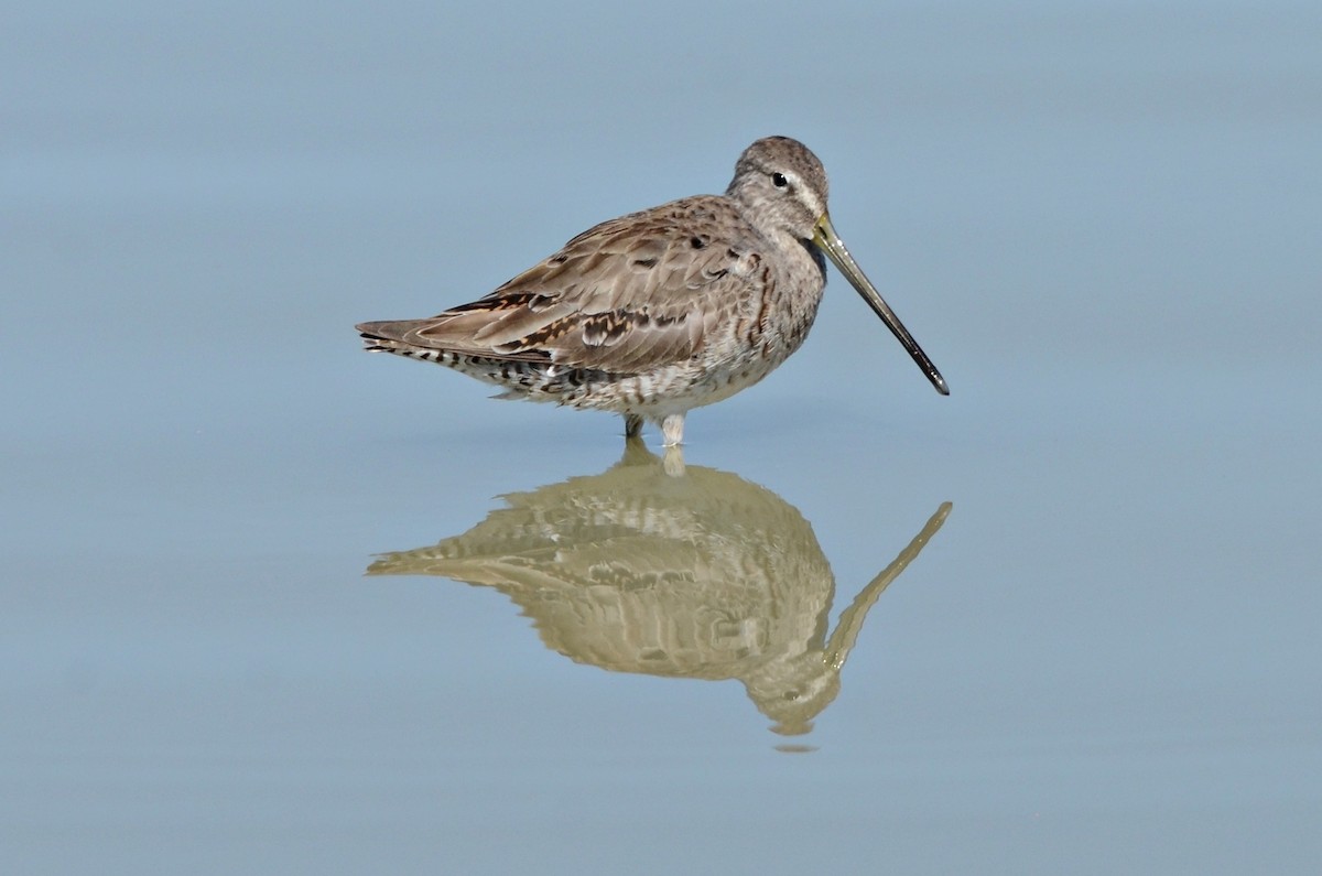 Long-billed Dowitcher - Ginger Spinelli
