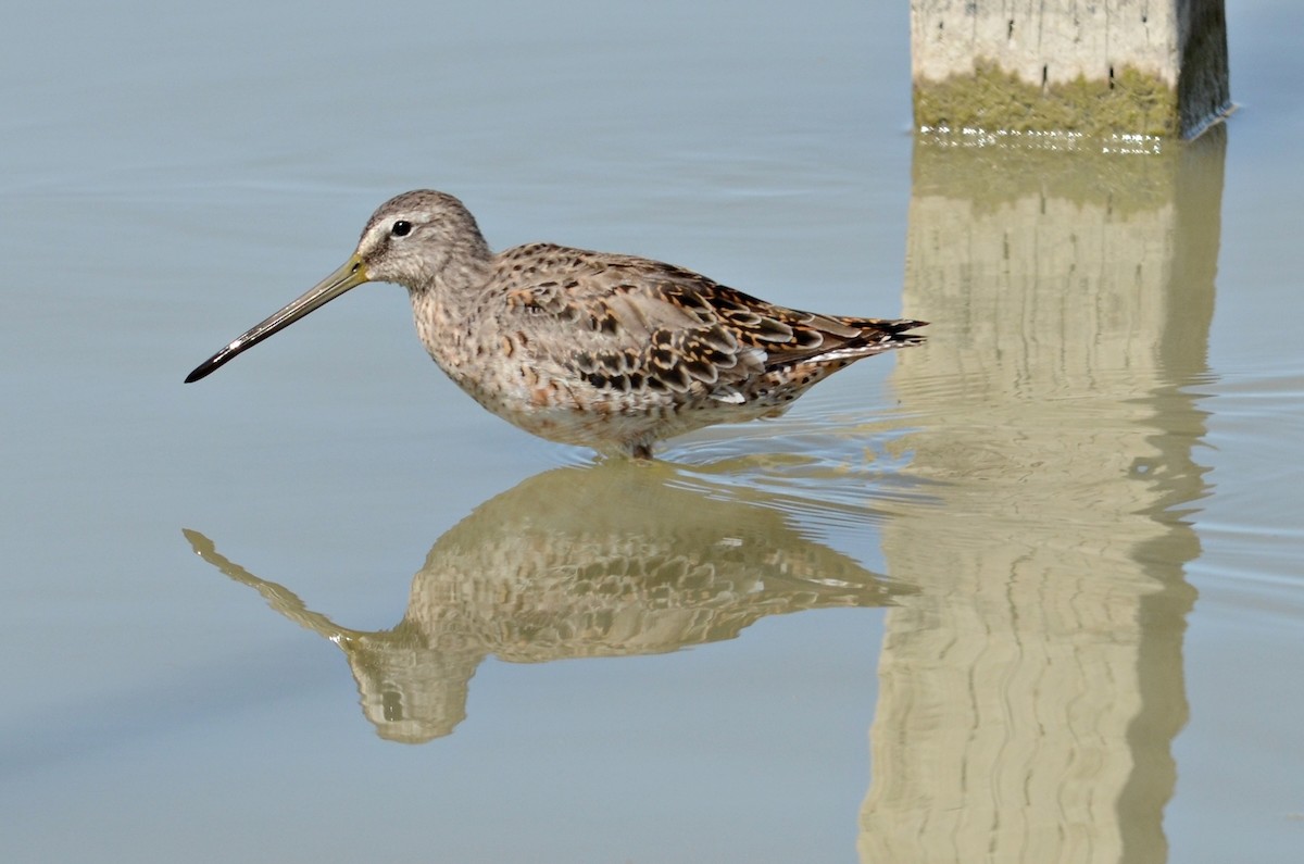 Long-billed Dowitcher - Ginger Spinelli