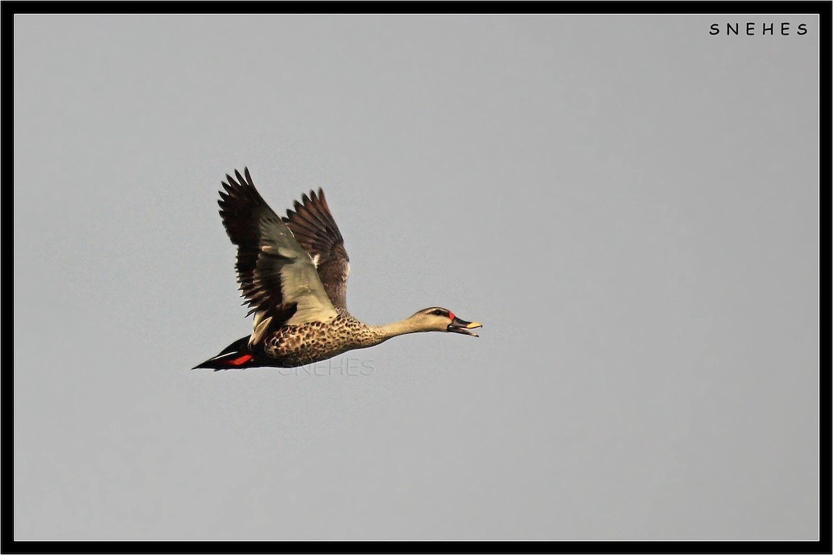 Indian Spot-billed Duck - Snehes Bhoumik