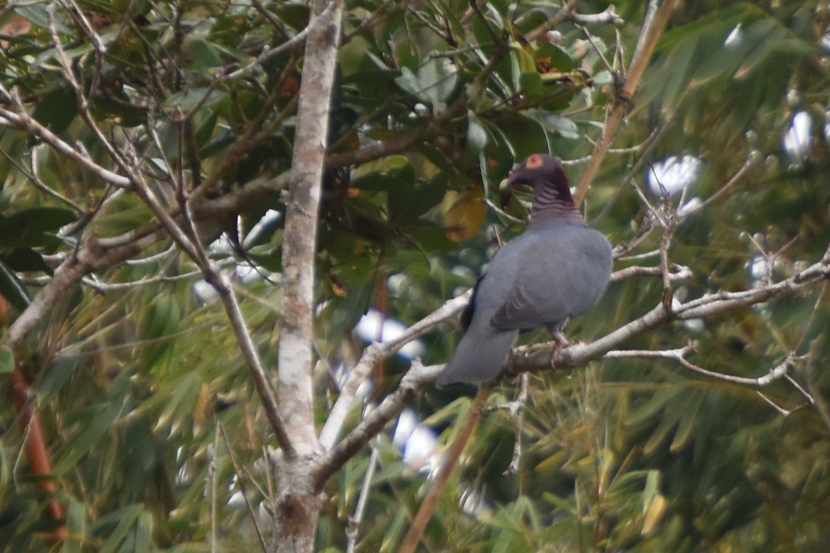 Scaly-naped Pigeon - Michele Miller