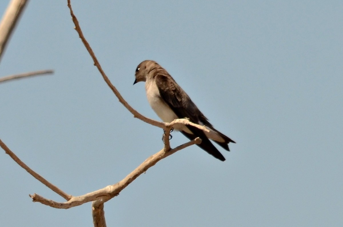 Northern Rough-winged Swallow - Ginger Spinelli