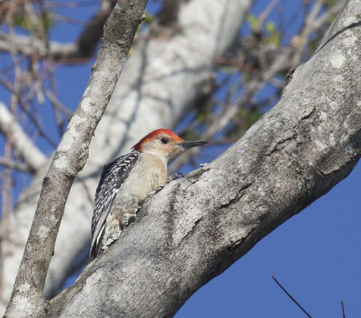 Red-bellied Woodpecker - Geoff Hill