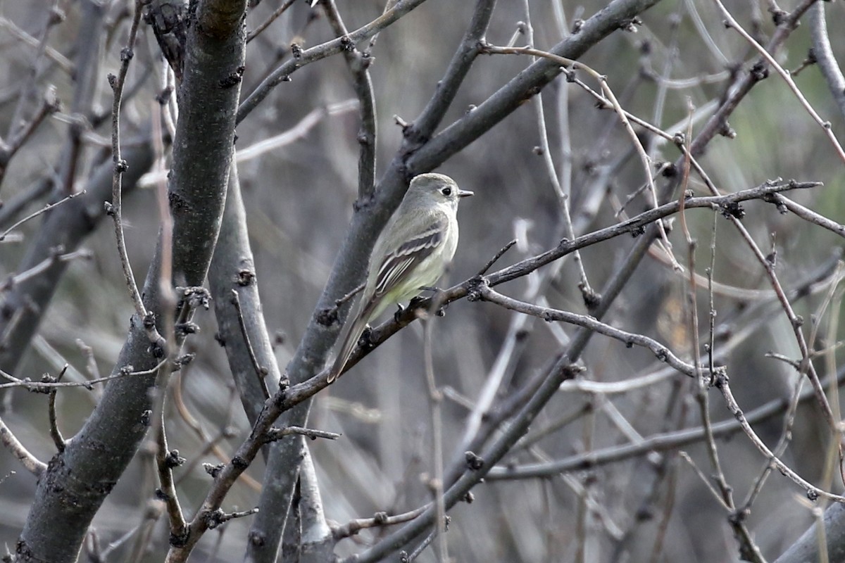 Western Flycatcher (Pacific-slope) - Ginger Spinelli