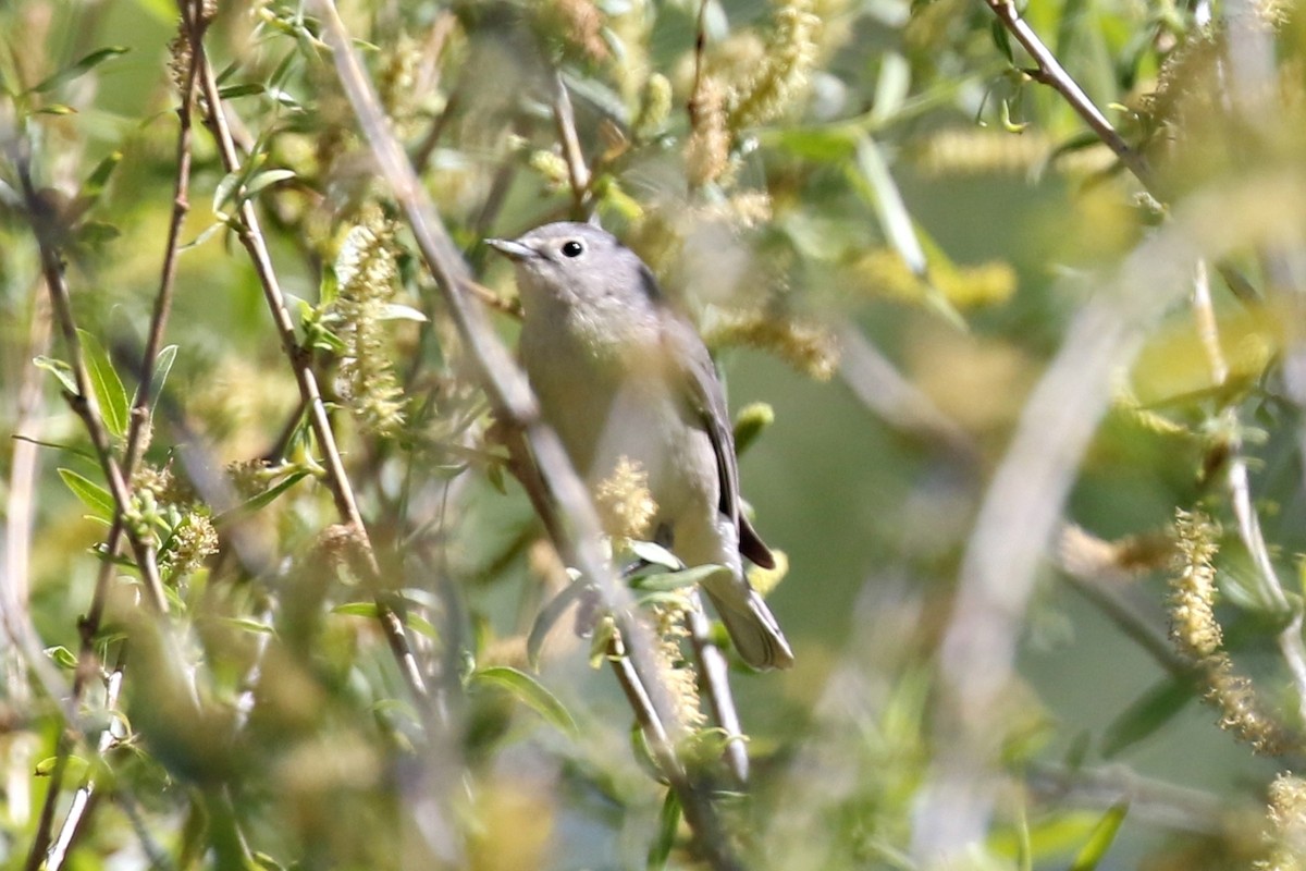 Lucy's Warbler - ML147086391