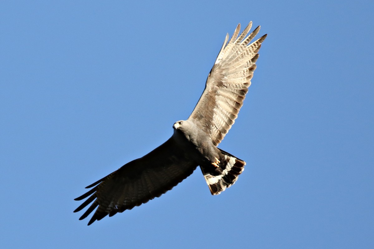 Zone-tailed Hawk - Ginger Spinelli