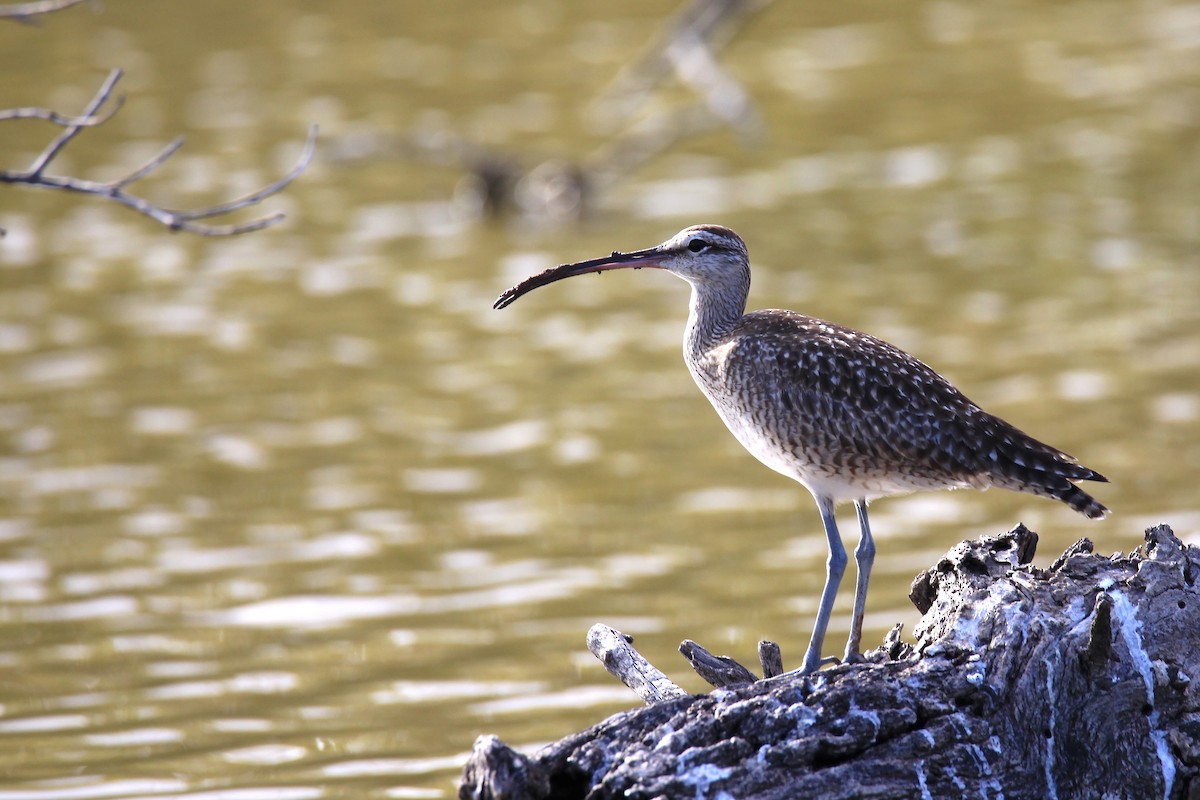 Whimbrel - Diane St-Jacques
