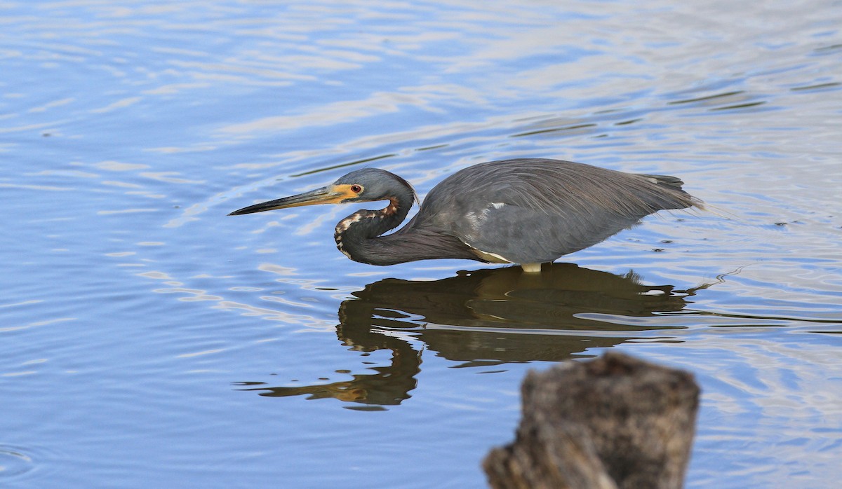 Tricolored Heron - Diane St-Jacques