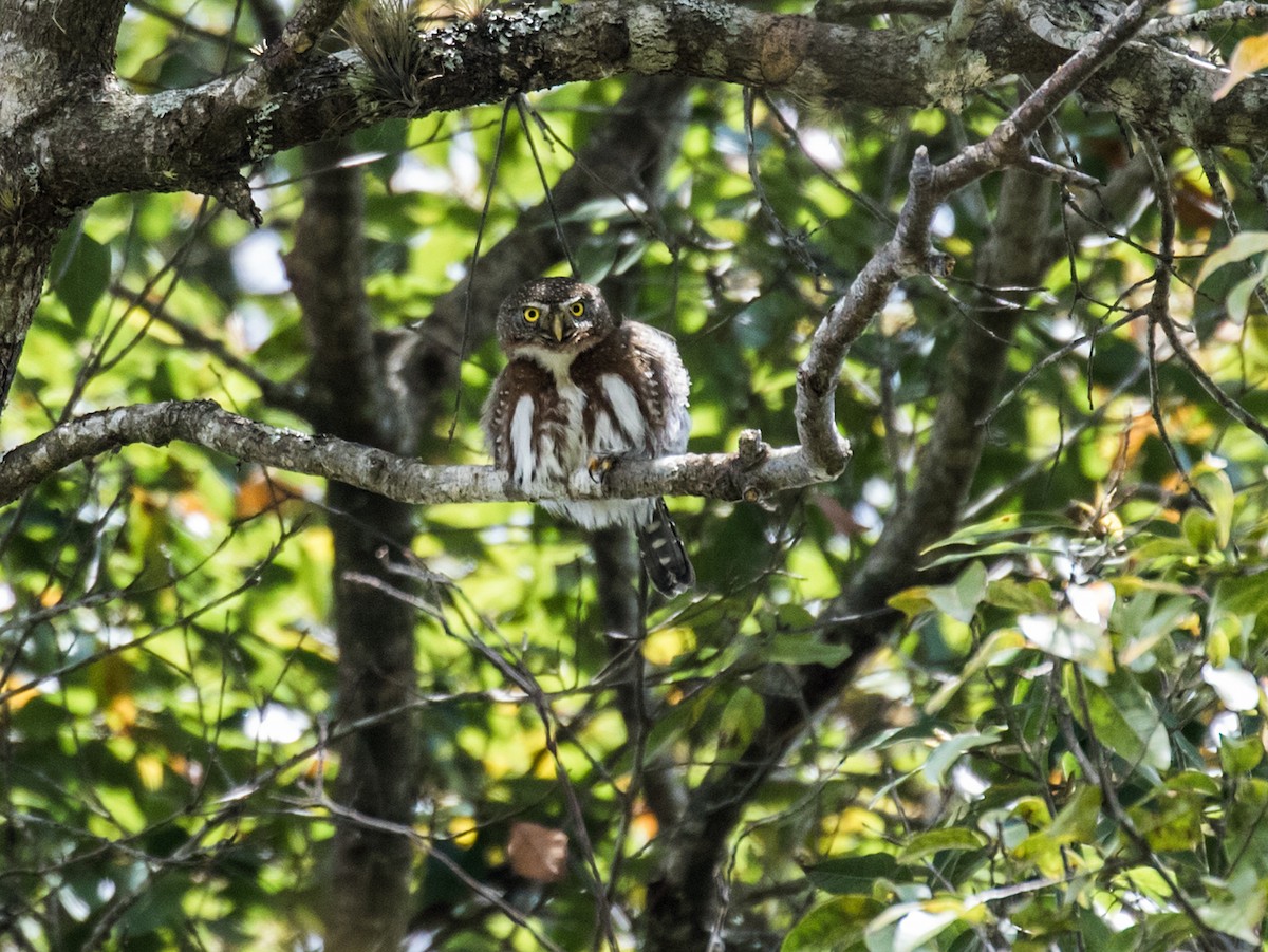 Northern Pygmy-Owl (Guatemalan) - ML147089131