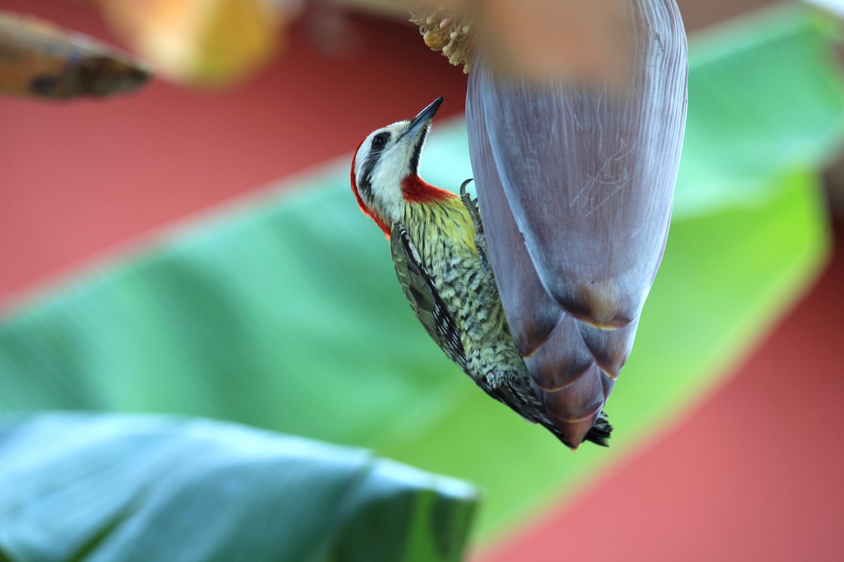 Cuban Green Woodpecker - ML147089521