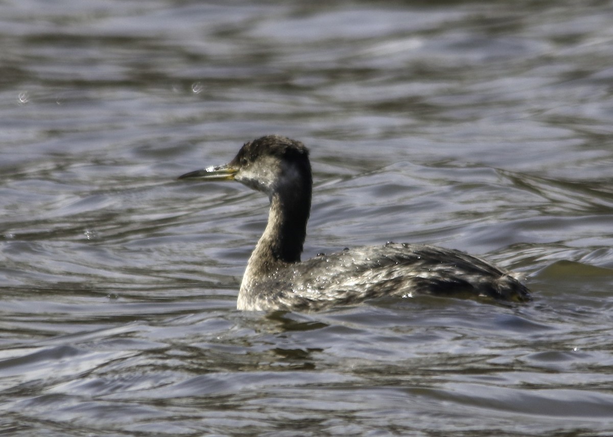 Red-necked Grebe - ML147095341