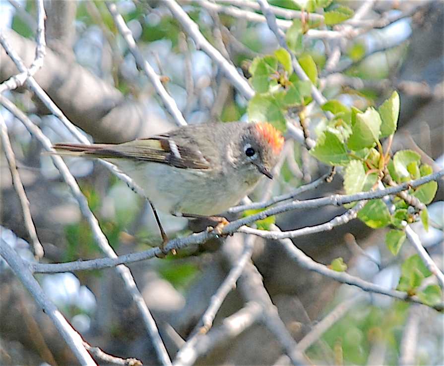 Ruby-crowned Kinglet - Anonymous