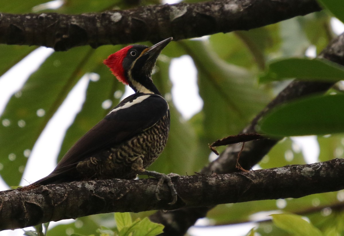 Lineated Woodpecker - Tom Forwood JR