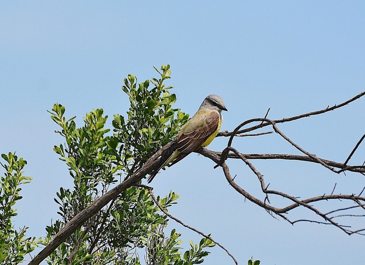Western Kingbird - g.a. murayama