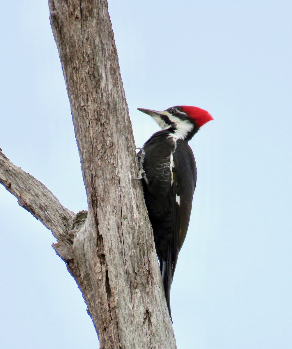 Pileated Woodpecker - ML147099831