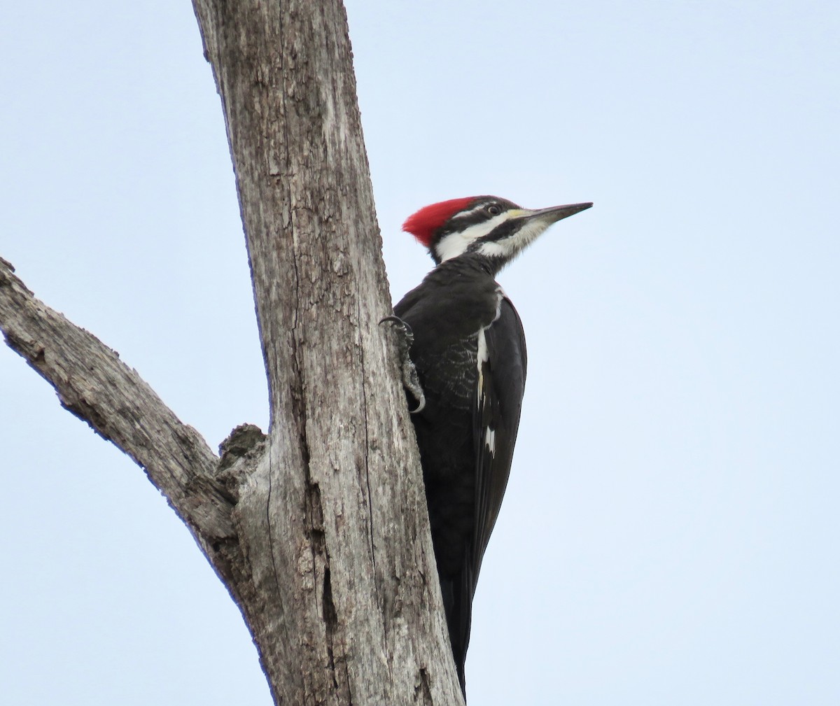 Pileated Woodpecker - ML147099891