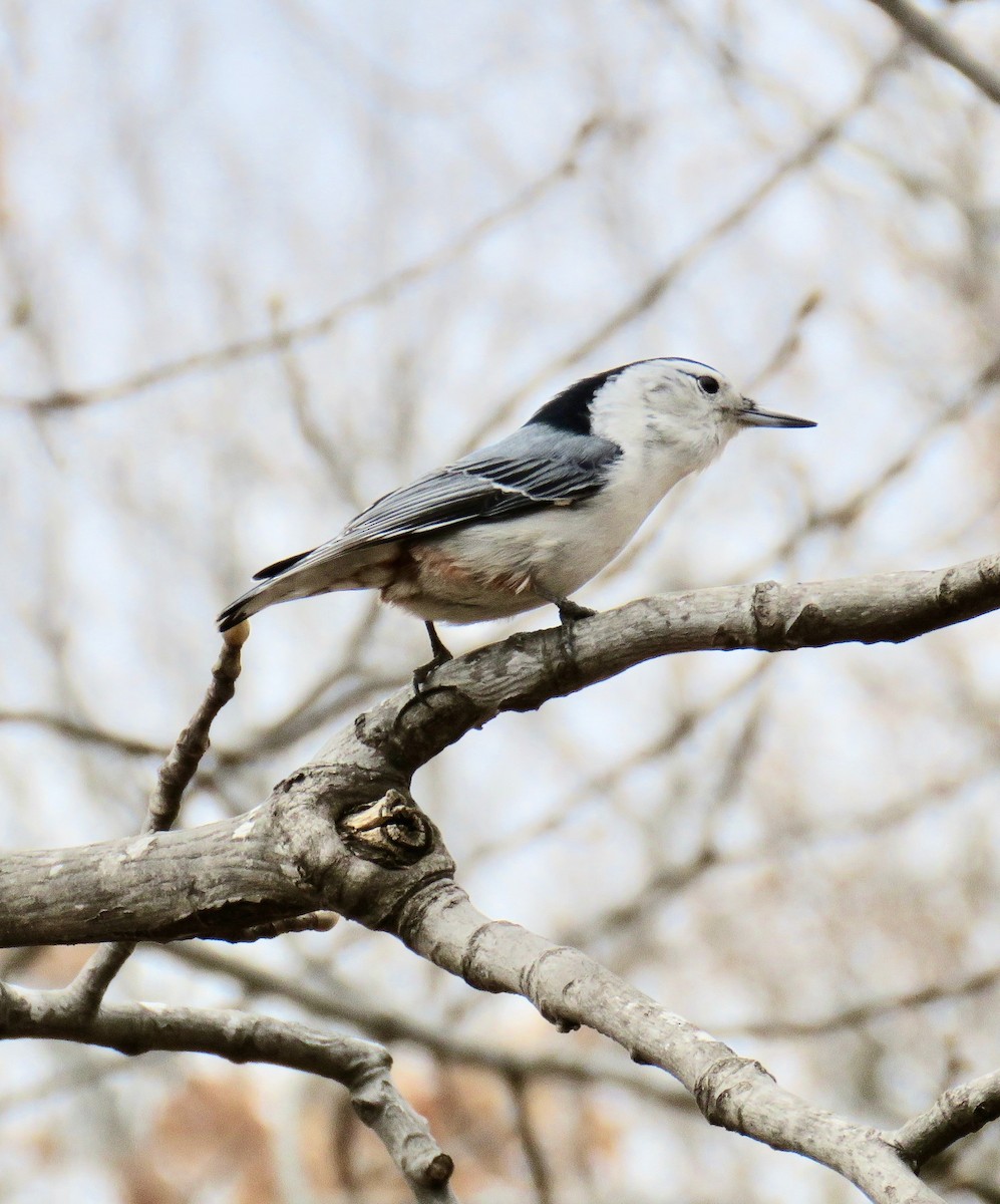 White-breasted Nuthatch - ML147100061