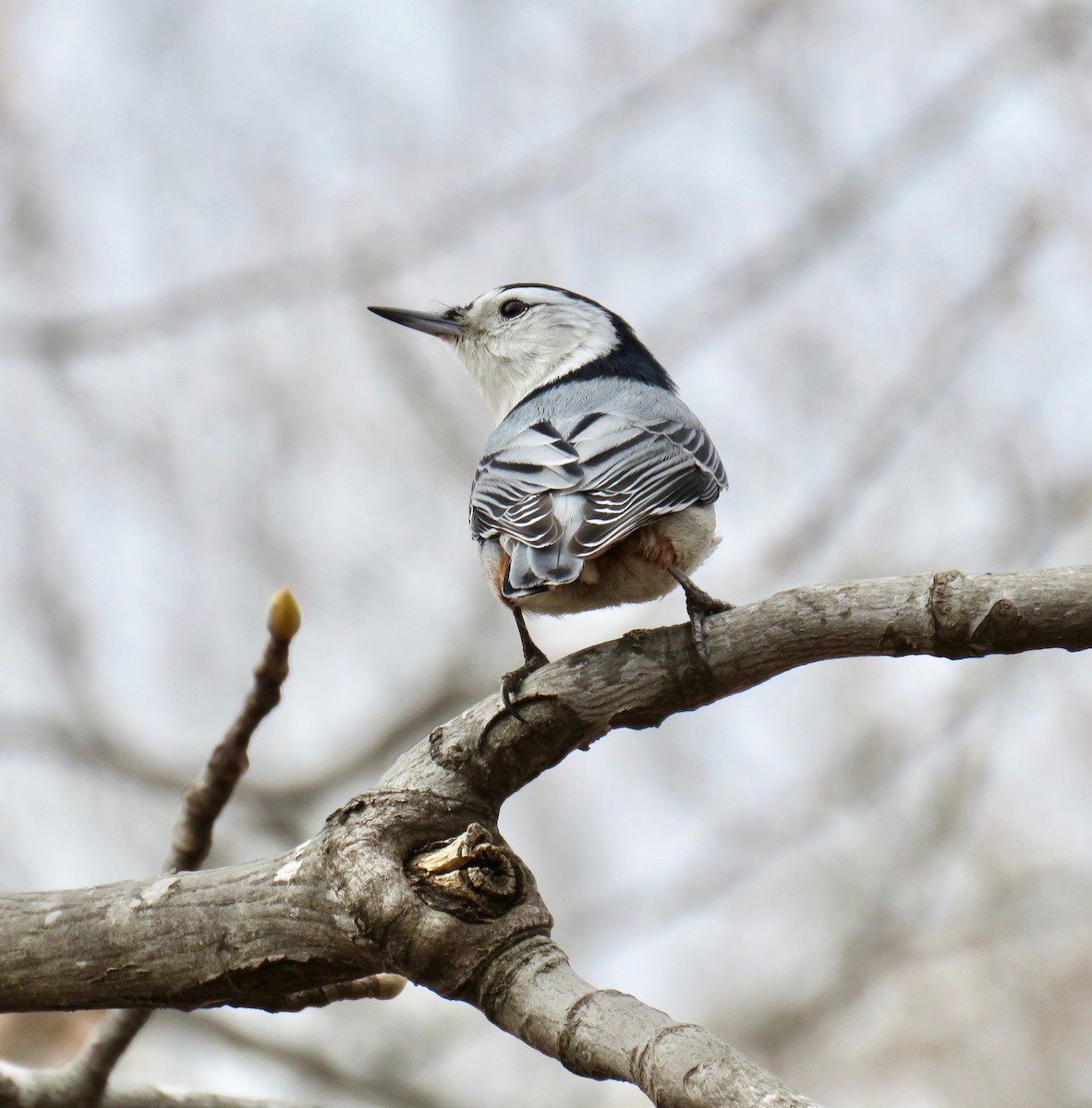 White-breasted Nuthatch - ML147100091