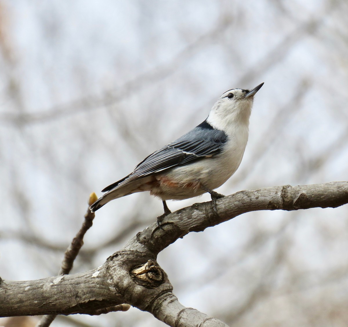 White-breasted Nuthatch - ML147100101