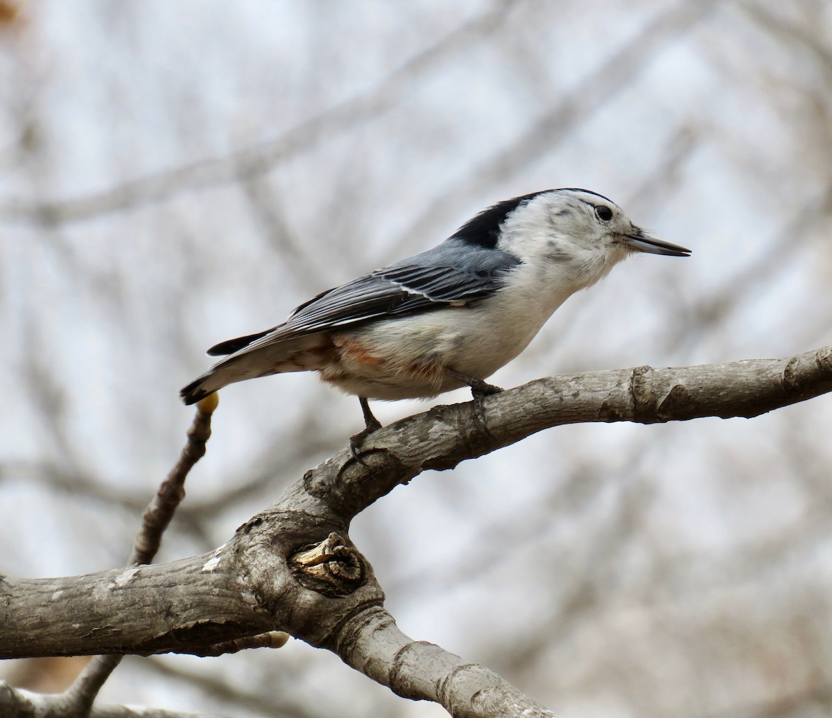 White-breasted Nuthatch - ML147100111