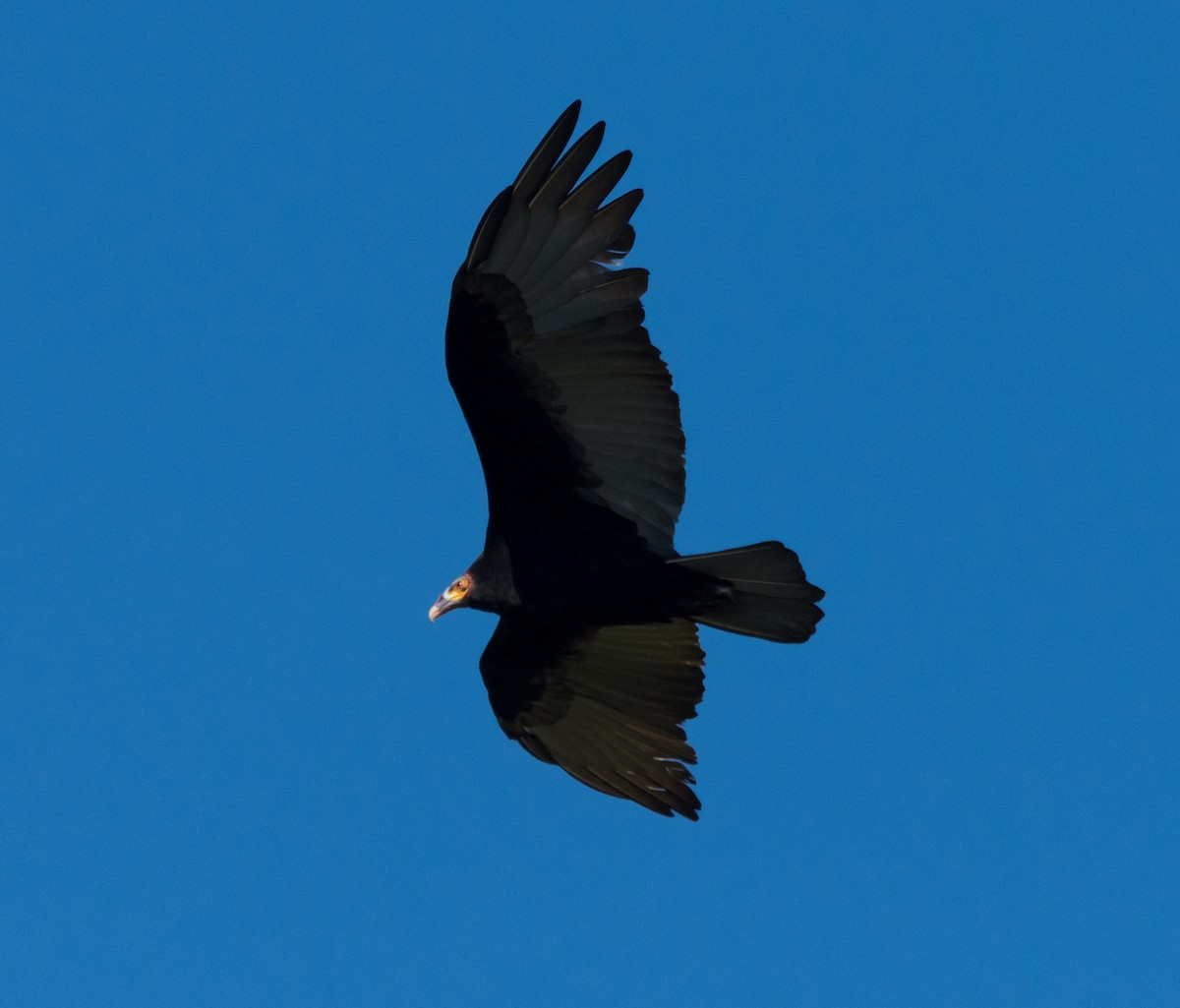 Lesser Yellow-headed Vulture - Renato Machado de Sobral