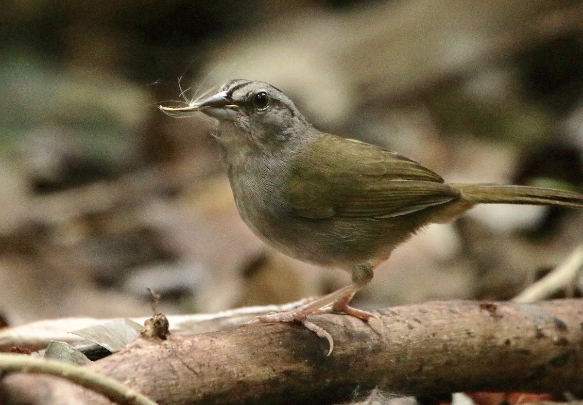 Green-backed Sparrow - Zebedee Muller