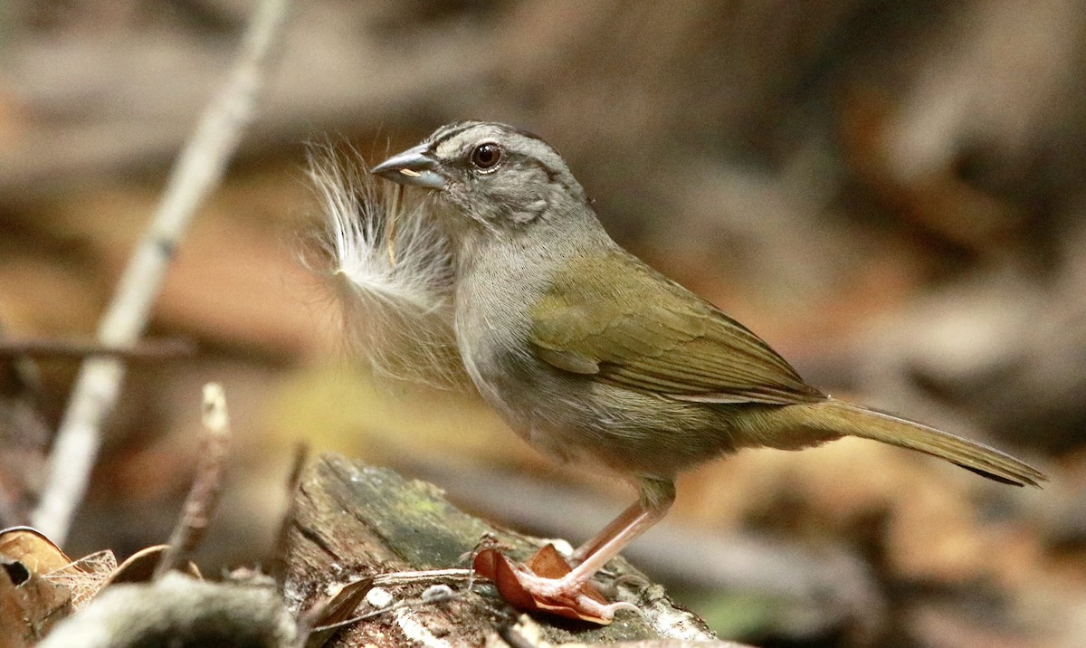Green-backed Sparrow - Zebedee Muller