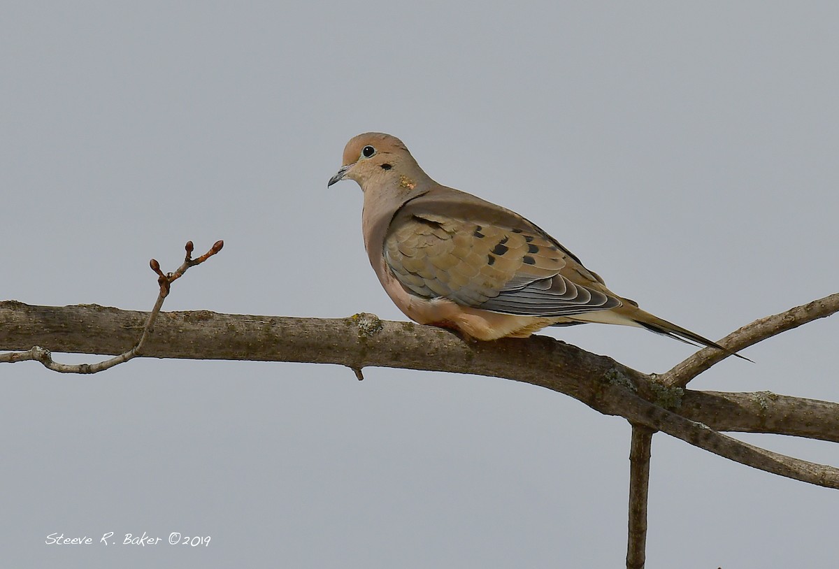 Mourning Dove - Steeve R. Baker