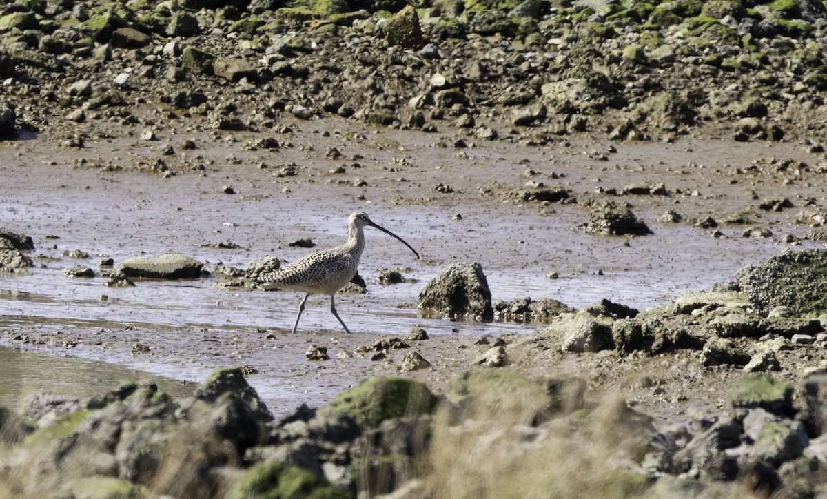 Long-billed Curlew - ML147103681