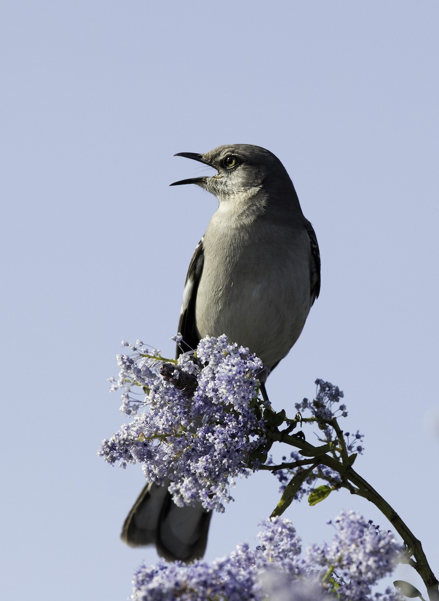 Northern Mockingbird - Peter Seubert