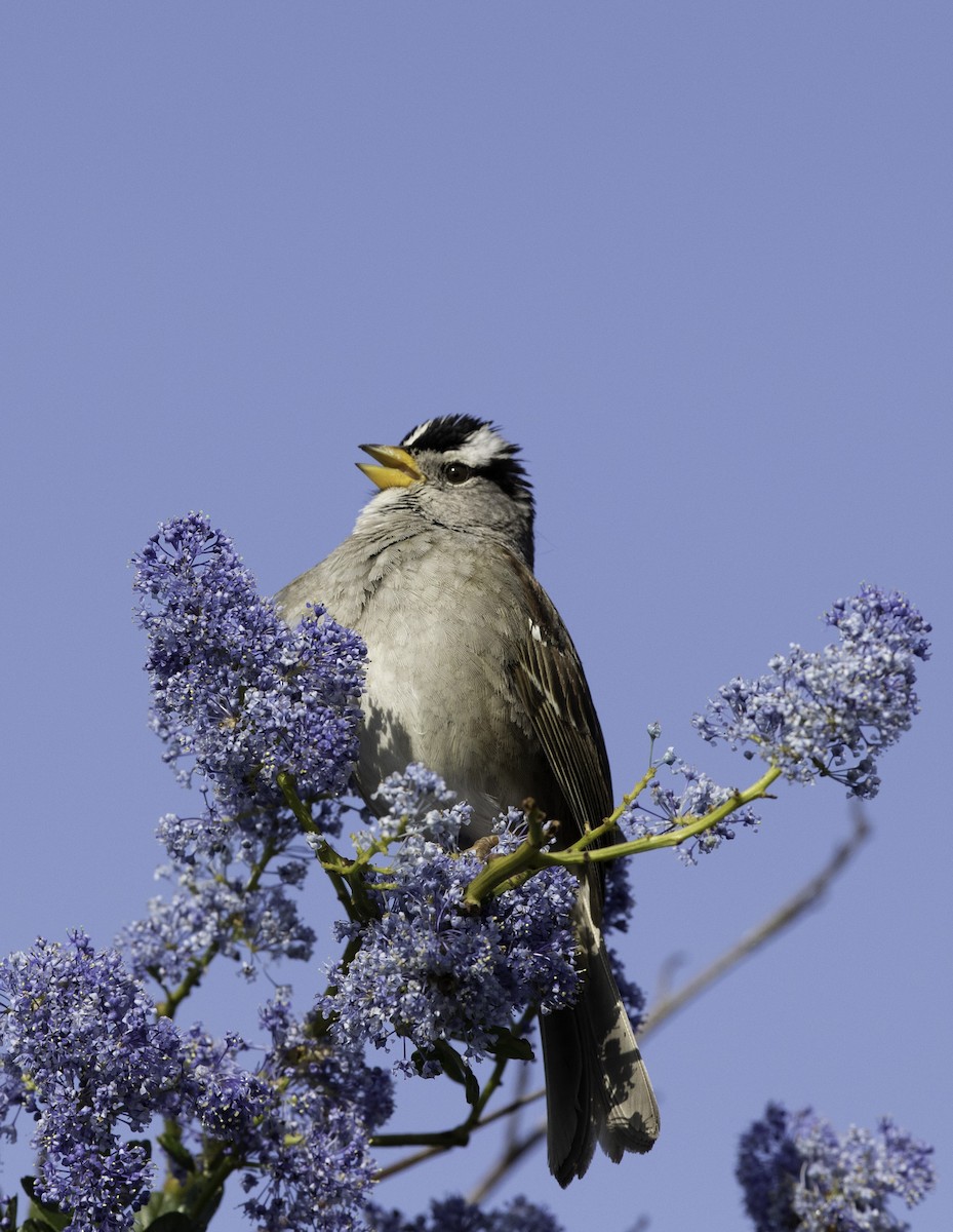 White-crowned Sparrow - ML147104111